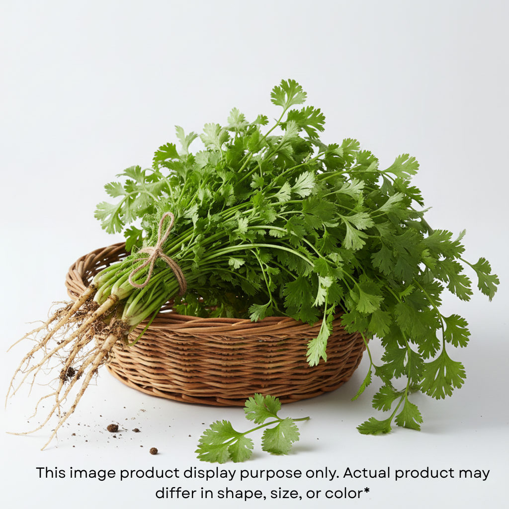 Coriander (ધાણા)