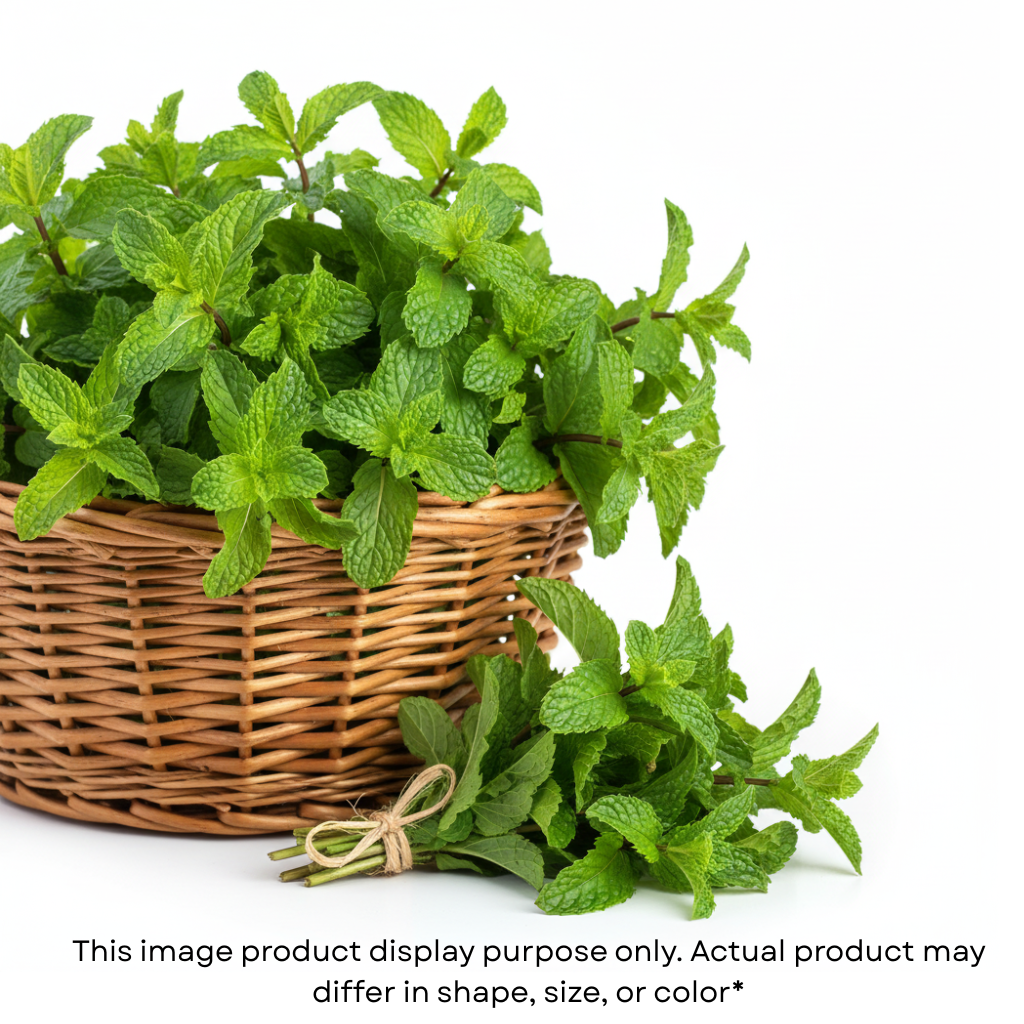 Mint(ફુદીનો)